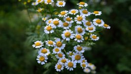 Desktop wallpaper. Flowers. ID:158648