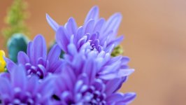 Desktop wallpaper. Flowers. ID:158833
