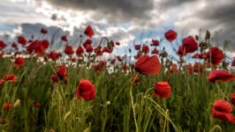 Desktop wallpaper. Flowers. ID:158962