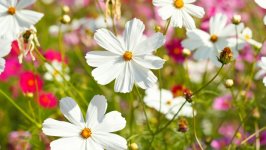 Desktop wallpaper. Flowers. ID:159370