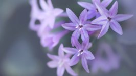 Desktop wallpaper. Flowers. ID:159710