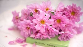 Desktop wallpaper. Flowers. ID:159711