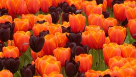 Desktop wallpaper. Flowers. ID:159713