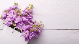 Desktop wallpaper. Flowers. ID:159884