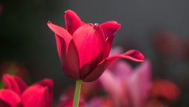 Desktop wallpaper. Flowers. ID:159896