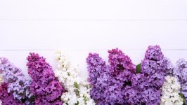 Desktop wallpaper. Flowers. ID:159902