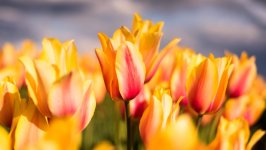Desktop wallpaper. Flowers. ID:159914