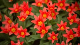 Desktop wallpaper. Flowers. ID:159990