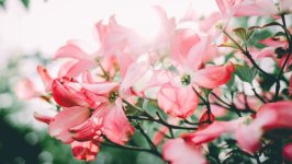 Desktop wallpaper. Flowers. ID:160005