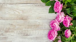Desktop wallpaper. Flowers. ID:160006