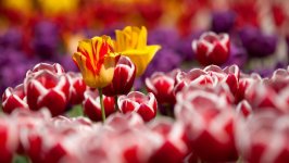 Desktop wallpaper. Flowers. ID:160233