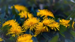 Desktop image. Flowers. ID:160965