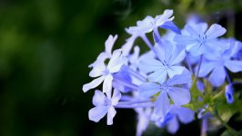 Desktop image. Flowers. ID:161166