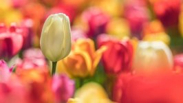 Desktop image. Flowers. ID:161180