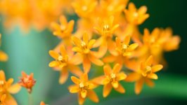 Desktop wallpaper. Flowers. ID:163839