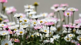 Desktop image. Flowers. ID:161603