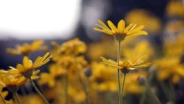 Desktop image. Flowers. ID:161710