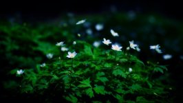 Desktop image. Flowers. ID:161753