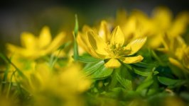 Desktop image. Flowers. ID:161861