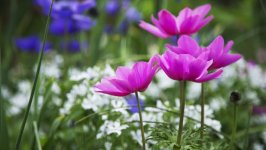 Desktop image. Flowers. ID:161879