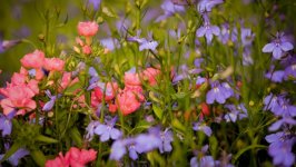 Desktop image. Flowers. ID:162123