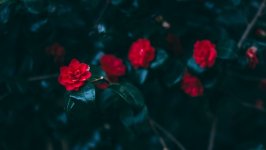 Desktop image. Flowers. ID:162199
