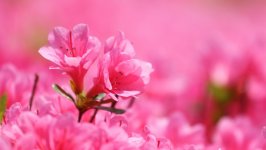 Desktop wallpaper. Flowers. ID:163838