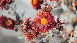 Desktop wallpaper. Flowers. ID:163882