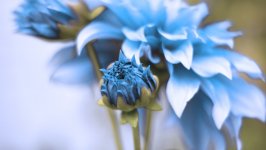 Desktop wallpaper. Flowers. ID:164017