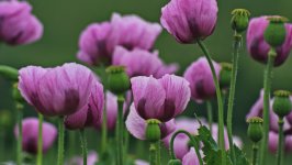 Desktop wallpaper. Flowers. ID:164140
