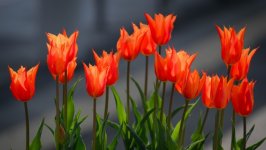 Desktop wallpaper. Flowers. ID:164160