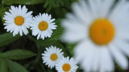 Desktop wallpaper. Flowers. ID:164324
