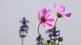 Desktop wallpaper. Flowers. ID:164353
