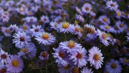 Desktop wallpaper. Flowers. ID:164356