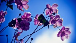 Desktop wallpaper. Flowers. ID:164357