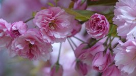 Desktop wallpaper. Flowers. ID:164376