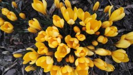 Desktop wallpaper. Flowers. ID:164973