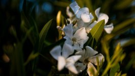 Desktop wallpaper. Flowers. ID:165141