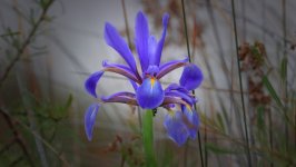 Desktop wallpaper. Flowers. ID:165143