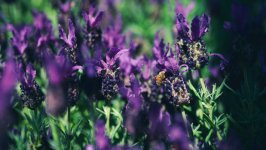 Desktop wallpaper. Flowers. ID:165649