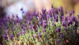 Desktop wallpaper. Flowers. ID:166814