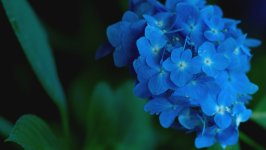 Desktop wallpaper. Flowers. ID:166831