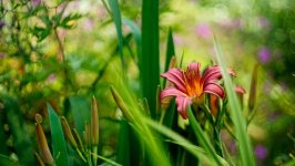 Desktop wallpaper. Flowers. ID:166860