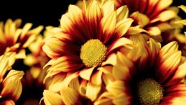 Desktop wallpaper. Flowers. ID:166931