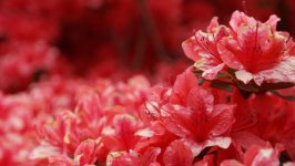 Desktop wallpaper. Flowers. ID:166953