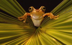 Desktop wallpaper. Animals. ID:34246