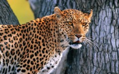 Desktop wallpaper. Animals. ID:34247