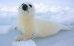 Desktop wallpaper. Animals. ID:34248