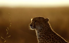 Desktop wallpaper. Animals. ID:34249