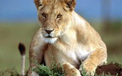Desktop wallpaper. Animals. ID:34253